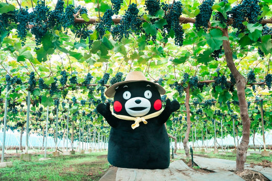 熊本美食指南_探訪熊本的水果風味!