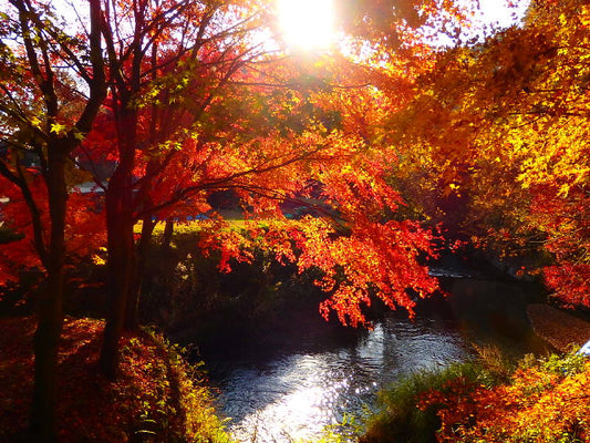 熊本旅遊攻略_熊本的秋天,紅葉愛好者的天堂 ! 🍂