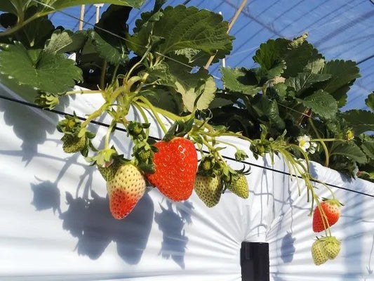 熊本旅遊攻略_熊本必玩!採草莓趣🍓