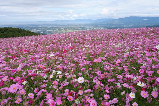 【2026熊本花海】菊池150萬本波斯菊：七城Cosmos Bridge見頃、交通與一日遊