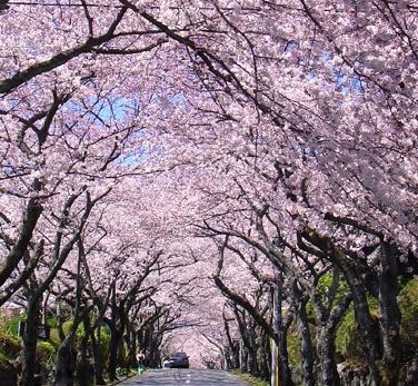 熊本旅遊天氣指南