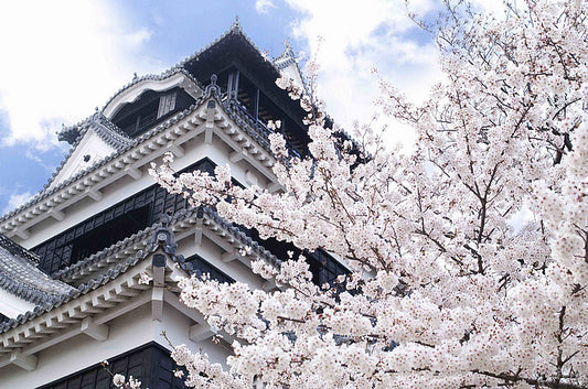 封面-熊本城櫻花